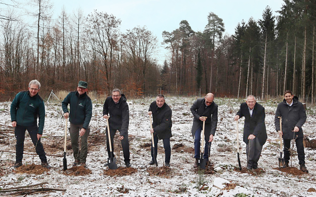 Borkenkäfer – Neupflanzungen im Wald in Hoffenheim