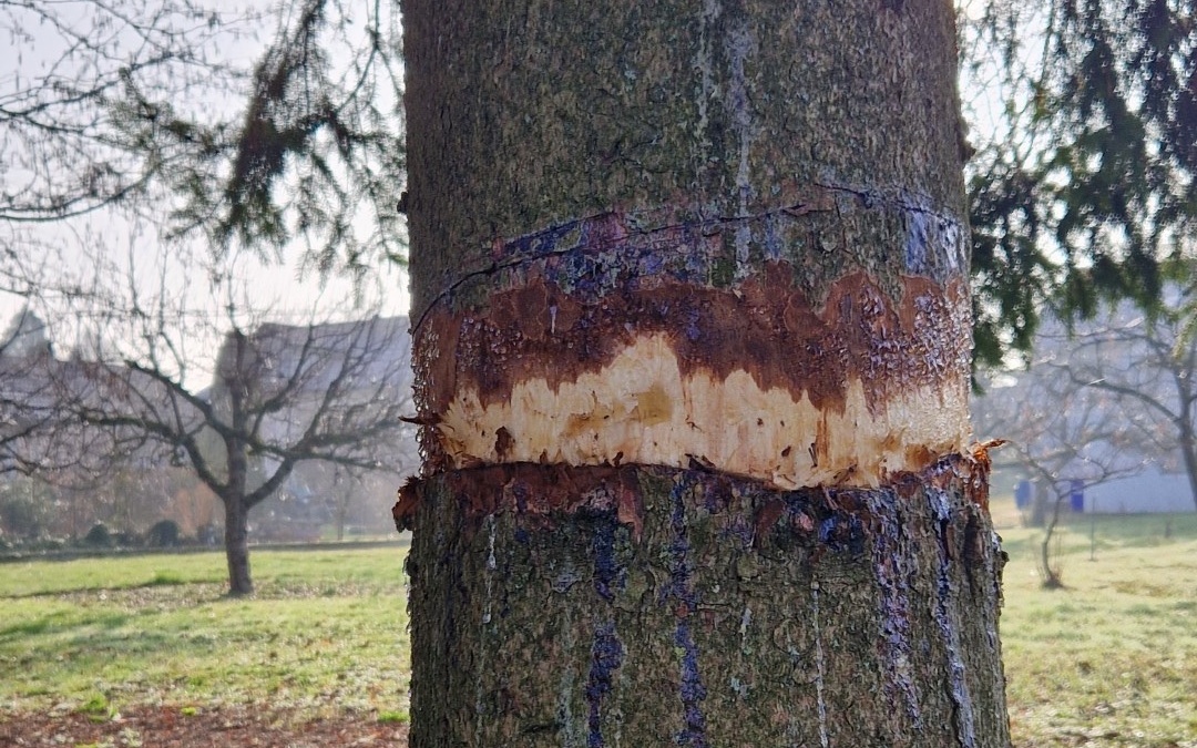 Baumbeschädigungen in Ehrstädt und Steinsfurt