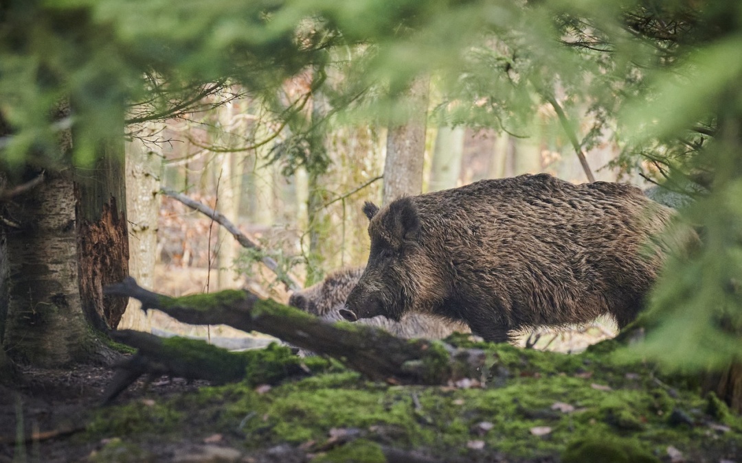 Afrikanische Schweinepest: Was müssen Bürgerinnen und Bürger ab sofort beachten?