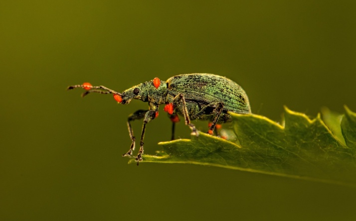 Licht aus – zum Schutz unserer Insekten!