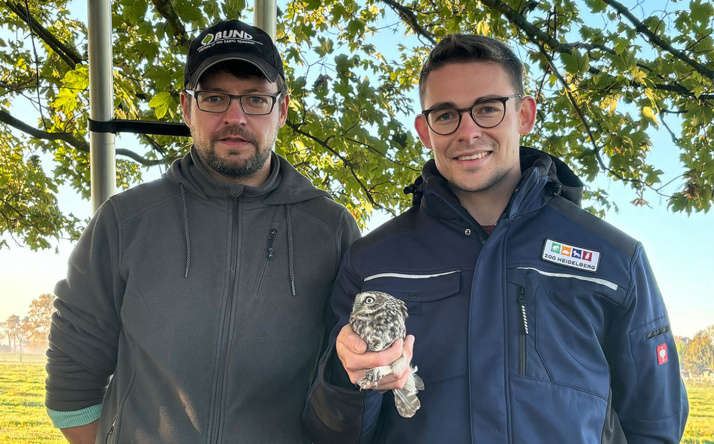 Zoo Heidelberg: Steinkauz-Auswilderung mit Modellcharakter