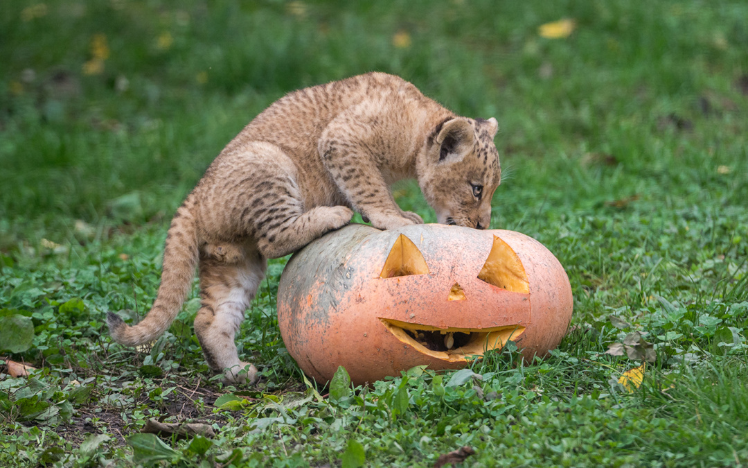 Der Herbst ist da: Zootiere im Kürbisglück!