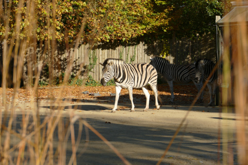 Herbststimmung im Zoo: Die Zebras genießen die letzten warmen Sonnenstrahlen auf der Außenanlage. (Foto: Petra Medan/Zoo Heidelberg)