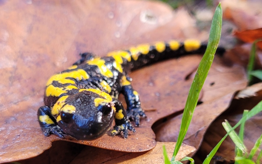 Mehrere Feuchtbiotope angelegt