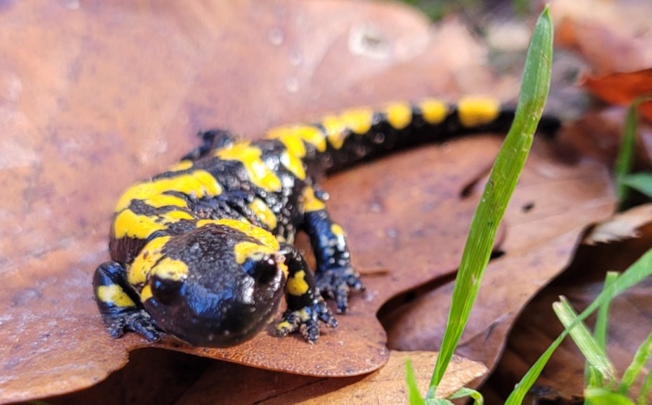 Mehrere Feuchtbiotope angelegt