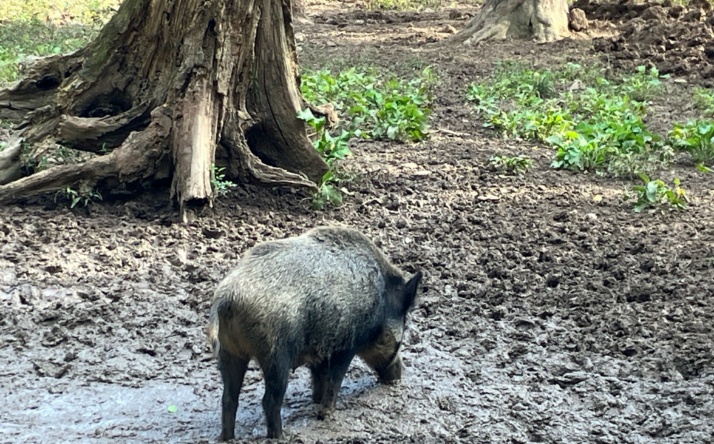 Afrikanische Schweinepest: Feuerwerke an Silvester und Neujahr erlaubt